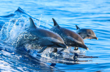 I delfíni jsou pro některé vědce vodítkem k objevení léčby cukrovky!