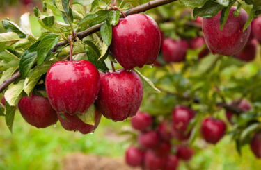 Není jablko jako jablko! Které druhy jsou vhodné pro diabetiky? A je na místě obava z pesticidů?