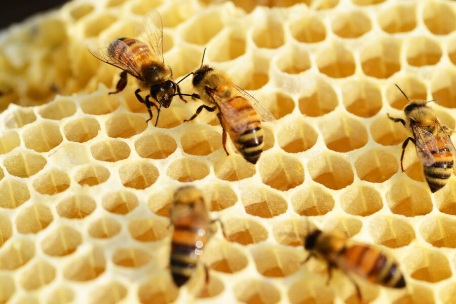 Propolis a včelí pyl jsou dva poklady z úlu, které přináší diabetikům hned několik zdravotních výhod